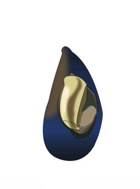 贻贝淡菜青口插画海鲜贝类