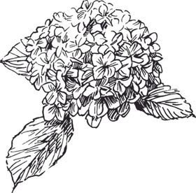 素描鲜花