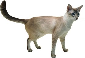 可爱动物小猫咪