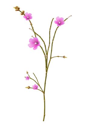 花边