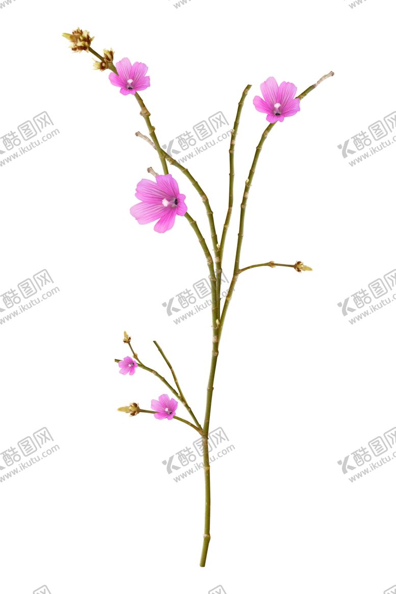 编号：76084605102107147081【酷图网】源文件下载-花边