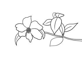茶花