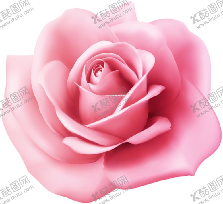编号：18069709121908412611【酷图网】源文件下载-玫瑰