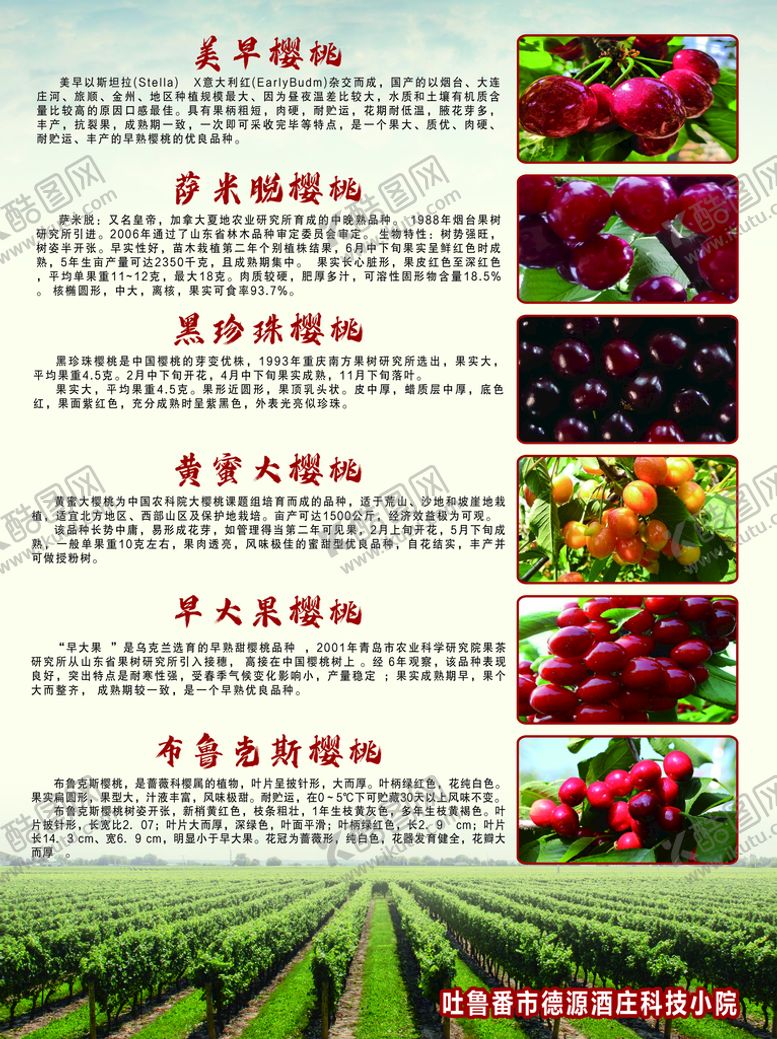编号：61206511022114071989【酷图网】源文件下载-樱桃介绍