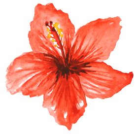 清新水彩植物花朵插画