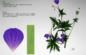 C4D模型 天竺葵