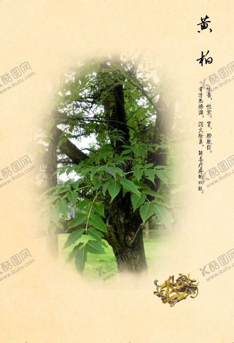 编号：85900210071206289557【酷图网】源文件下载-黄柏