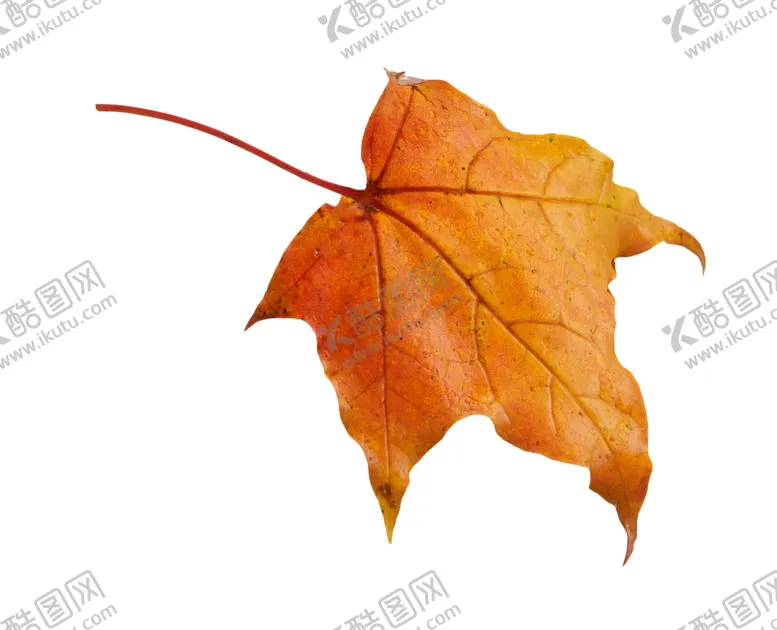 编号：45413810150837528496【酷图网】源文件下载-枫叶