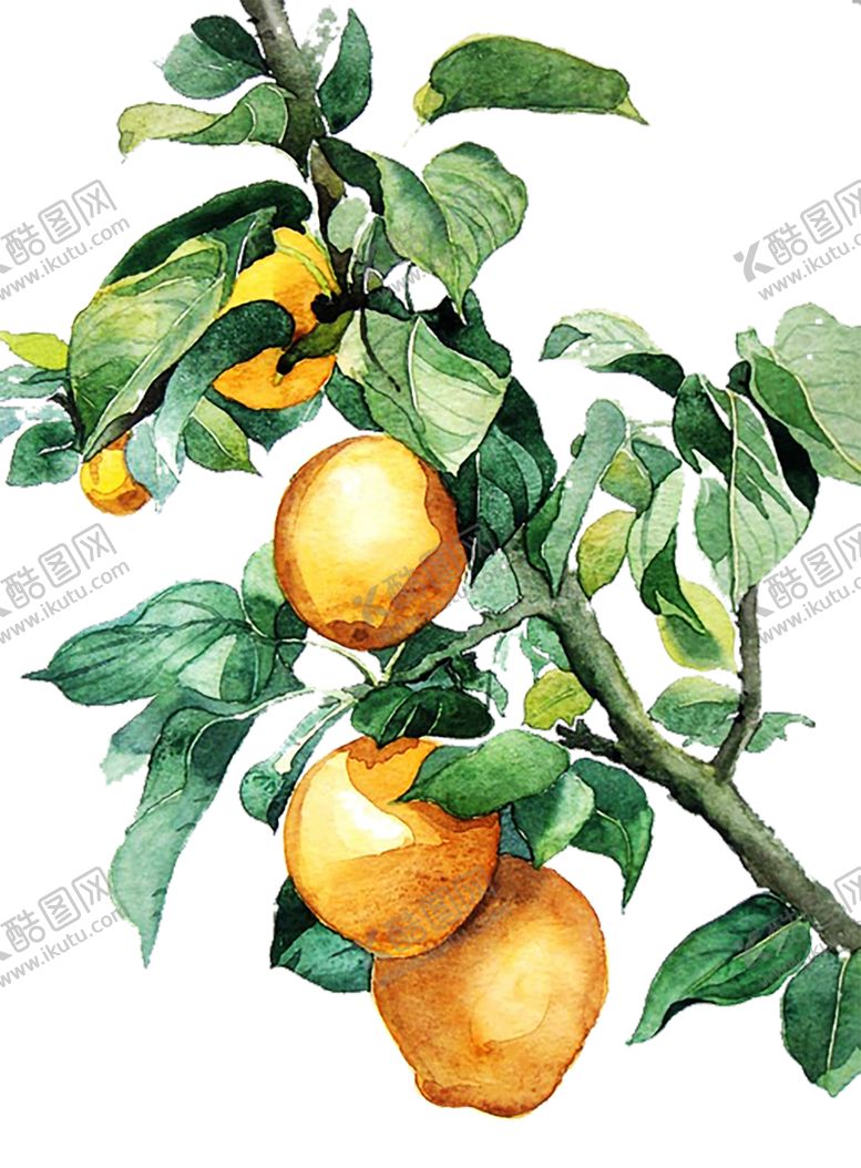 编号：80501010231915444625【酷图网】源文件下载-水果