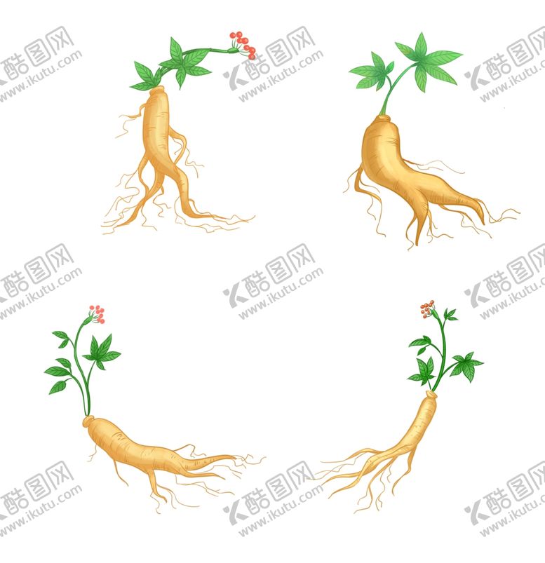 编号：54763310090717596429【酷图网】源文件下载-人参