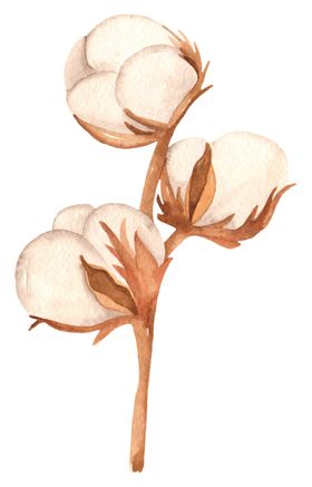 木棉花花朵绘画图案
