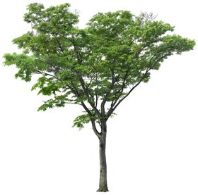 免扣植物树木素材图片