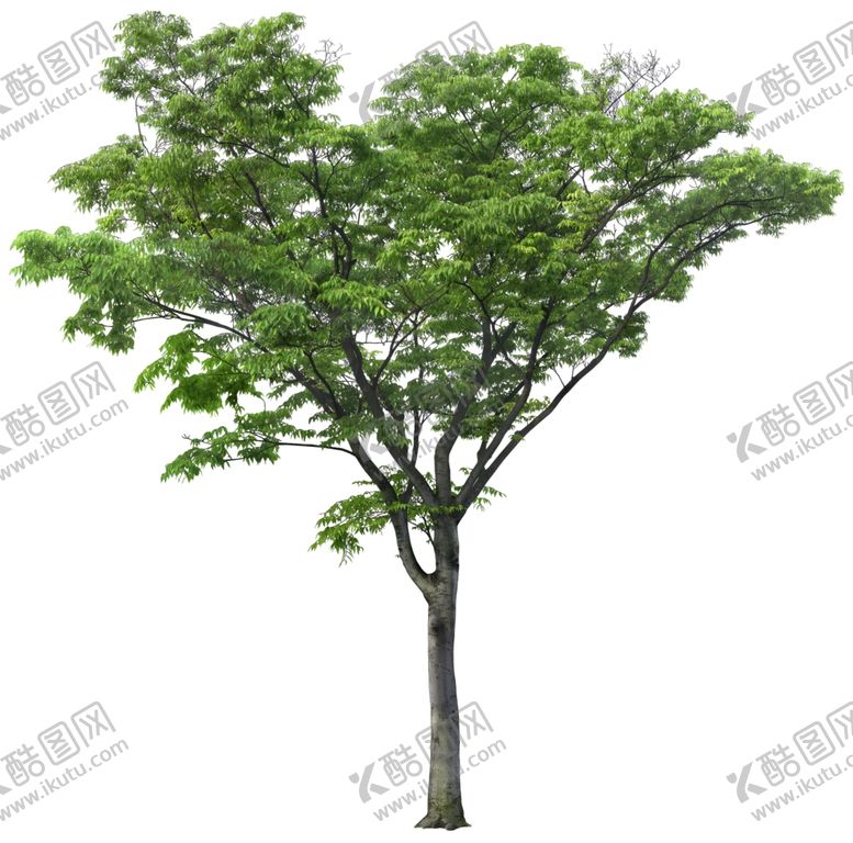 编号：62909605151439314667【酷图网】源文件下载-免扣植物树木素材图片