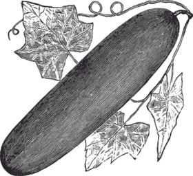 素描手绘蔬菜