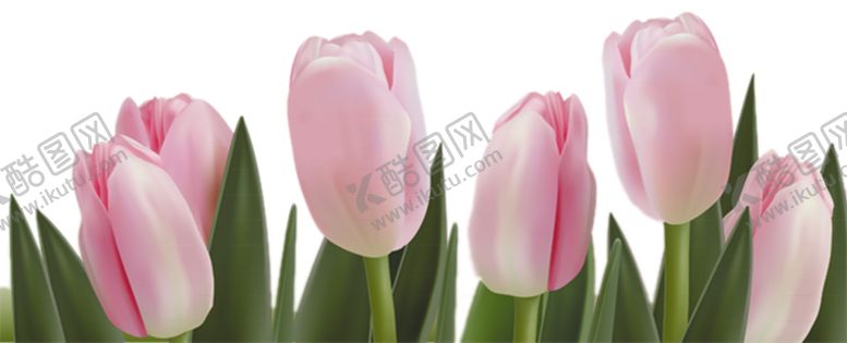 编号：45529109291029479022【酷图网】源文件下载-郁金香