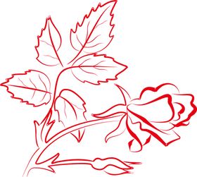 鲜花素材边纹清新矢车菊朵底纹