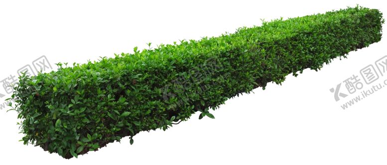 免扣植物素材图片人行道绿色树木抠树木树木