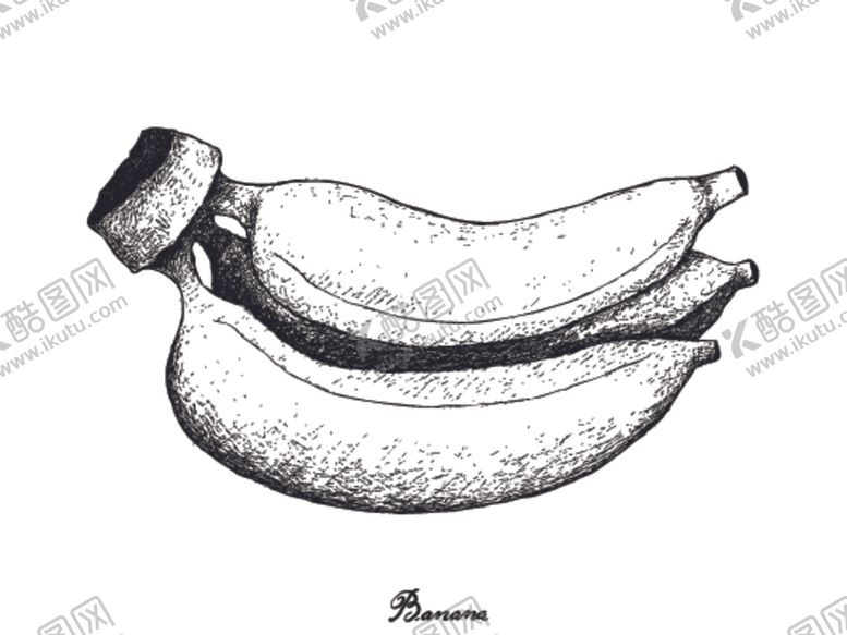 编号：19491010130538318600【酷图网】源文件下载-素描水果