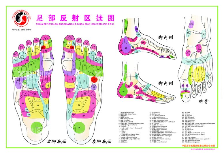 编号：45286709271344541873【酷图网】源文件下载-足部反射区挂图