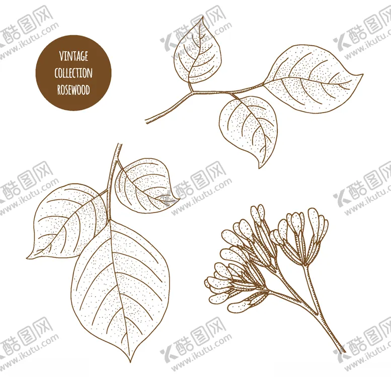 编号：75307706251816238202【酷图网】源文件下载-植物线稿