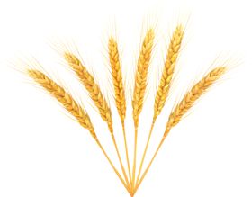 麦子