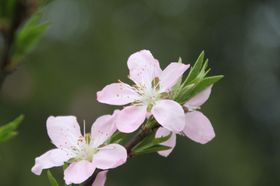 向阳开花