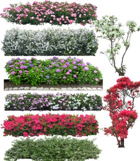 花丛后期植物绿化