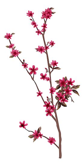手绘木棉花