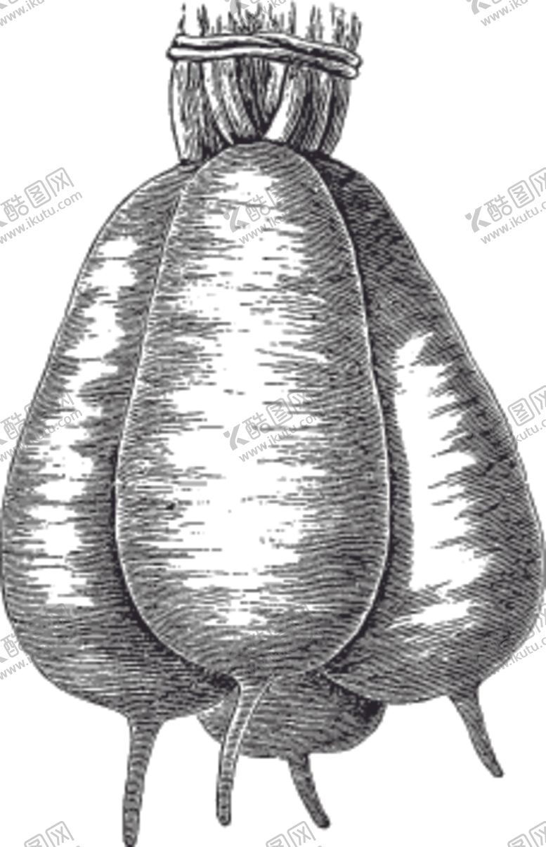 编号：47062210021158415691【酷图网】源文件下载-素描手绘蔬菜