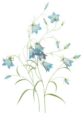 植物花卉油画装饰画