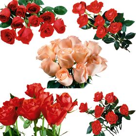 多彩靓丽花卉组合展示