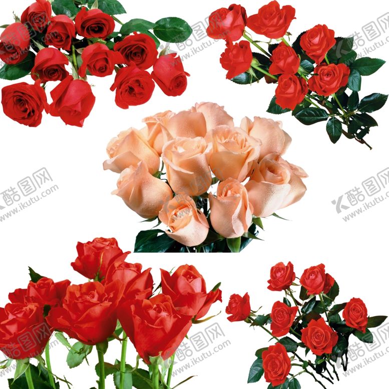 编号：71105704241942202751【酷图网】源文件下载-多彩靓丽花卉组合展示