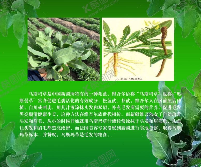 编号：47019612110508133436【酷图网】源文件下载-乌斯玛