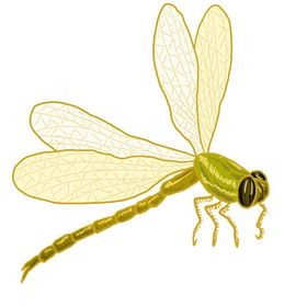 蜻蜓生物背景墙工笔画矢量