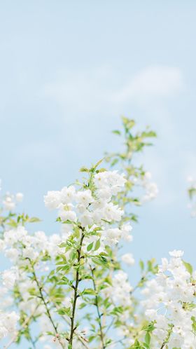 春天植物背景