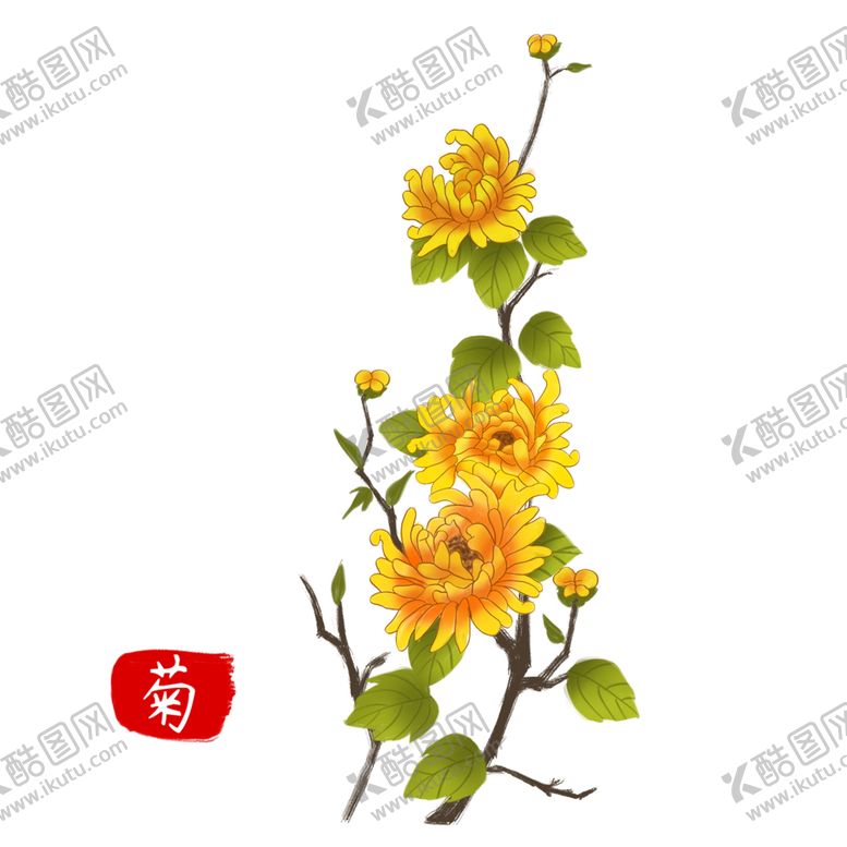 编号：21725010261707391094【酷图网】源文件下载-菊花素材