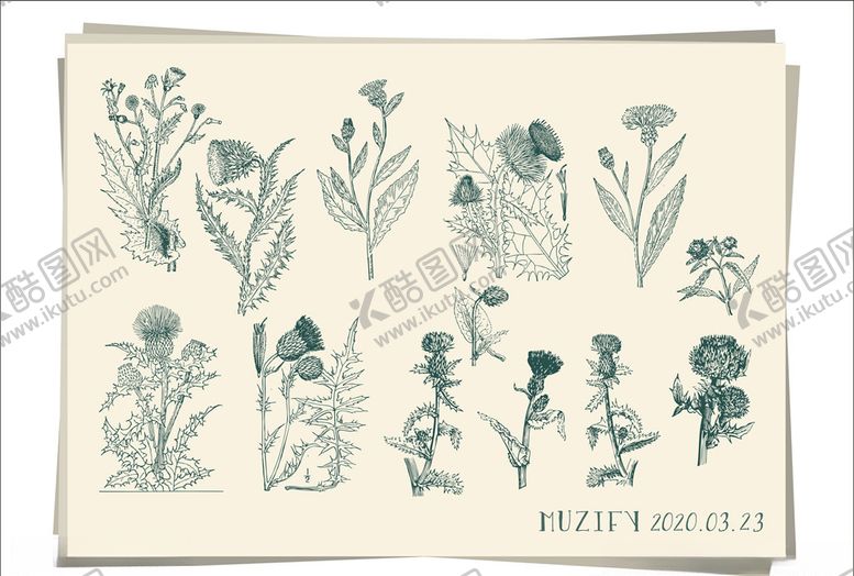 编号：89033210031255526309【酷图网】源文件下载-复古蓟植物素描画