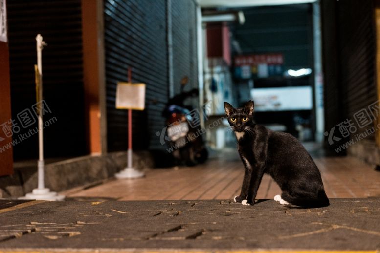 编号：11919111260930041155【酷图网】源文件下载-猫
