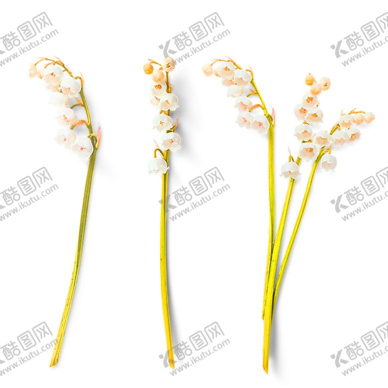 编号：11067609220830254857【酷图网】源文件下载-花素材