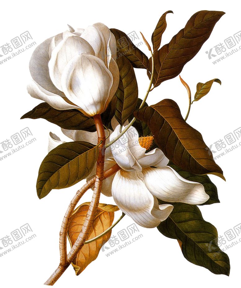 编号：86536711010306486782【酷图网】源文件下载-装饰花png