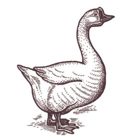 家养动物主题插画