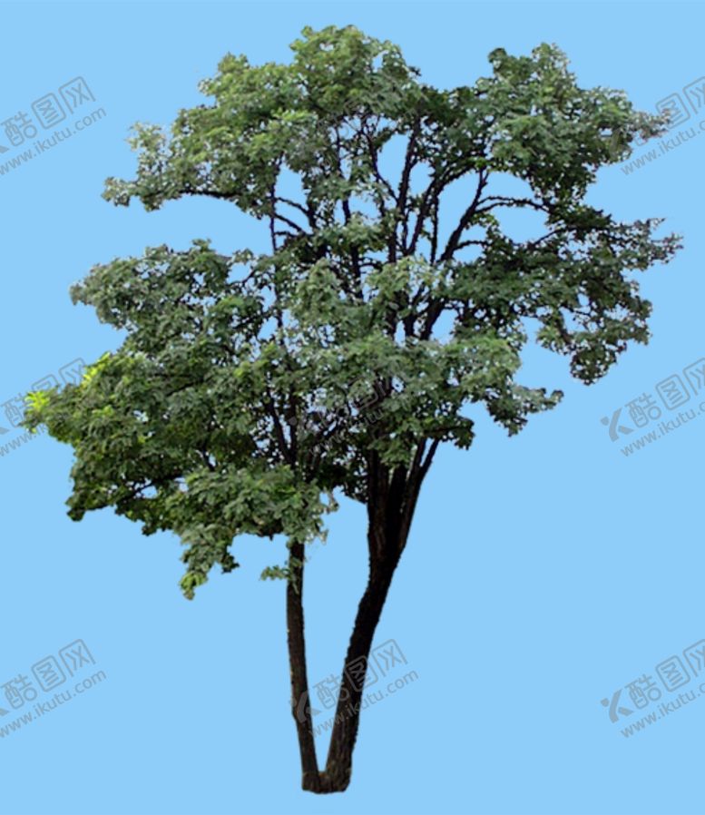 编号：76906410081350526643【酷图网】源文件下载-景观树
