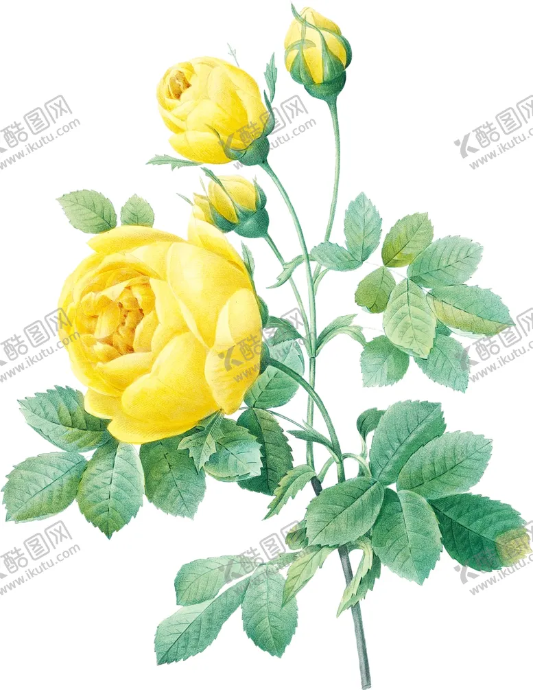 编号：84477202201838475861【酷图网】源文件下载-手绘花草植物素材图片