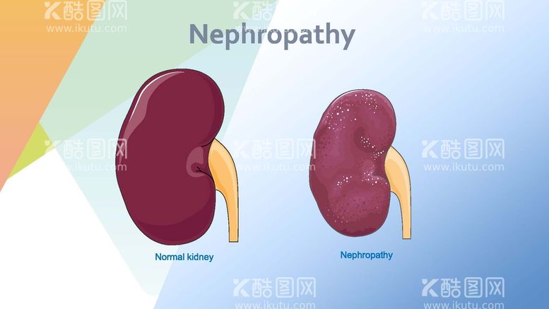 编号：97876210262346356295【酷图网】源文件下载-肾病