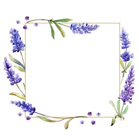 薰衣草边框