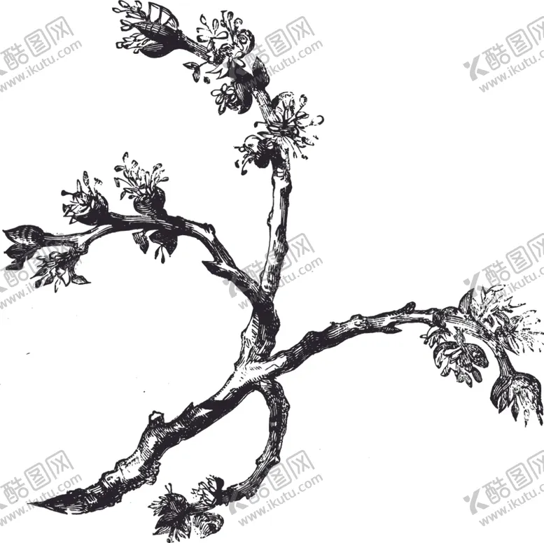 编号：70859201182054255941【酷图网】源文件下载-木棉花