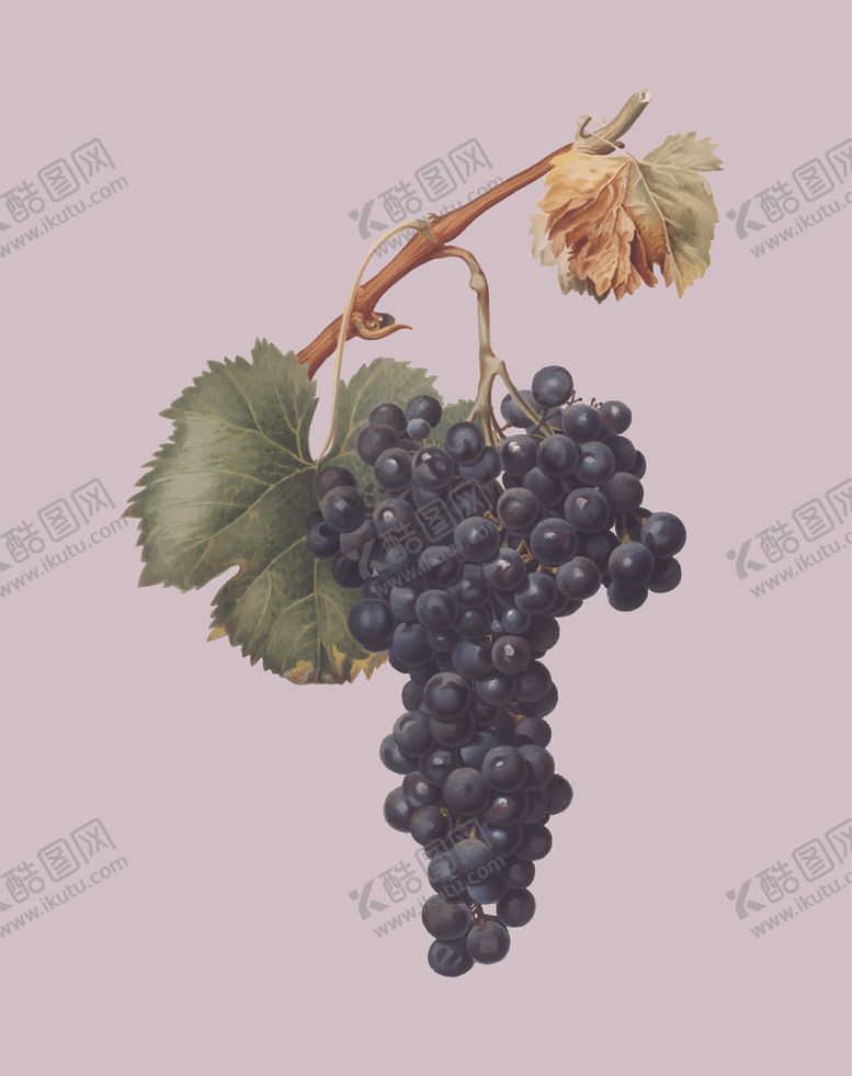 编号：83790310190147458757【酷图网】源文件下载-葡萄