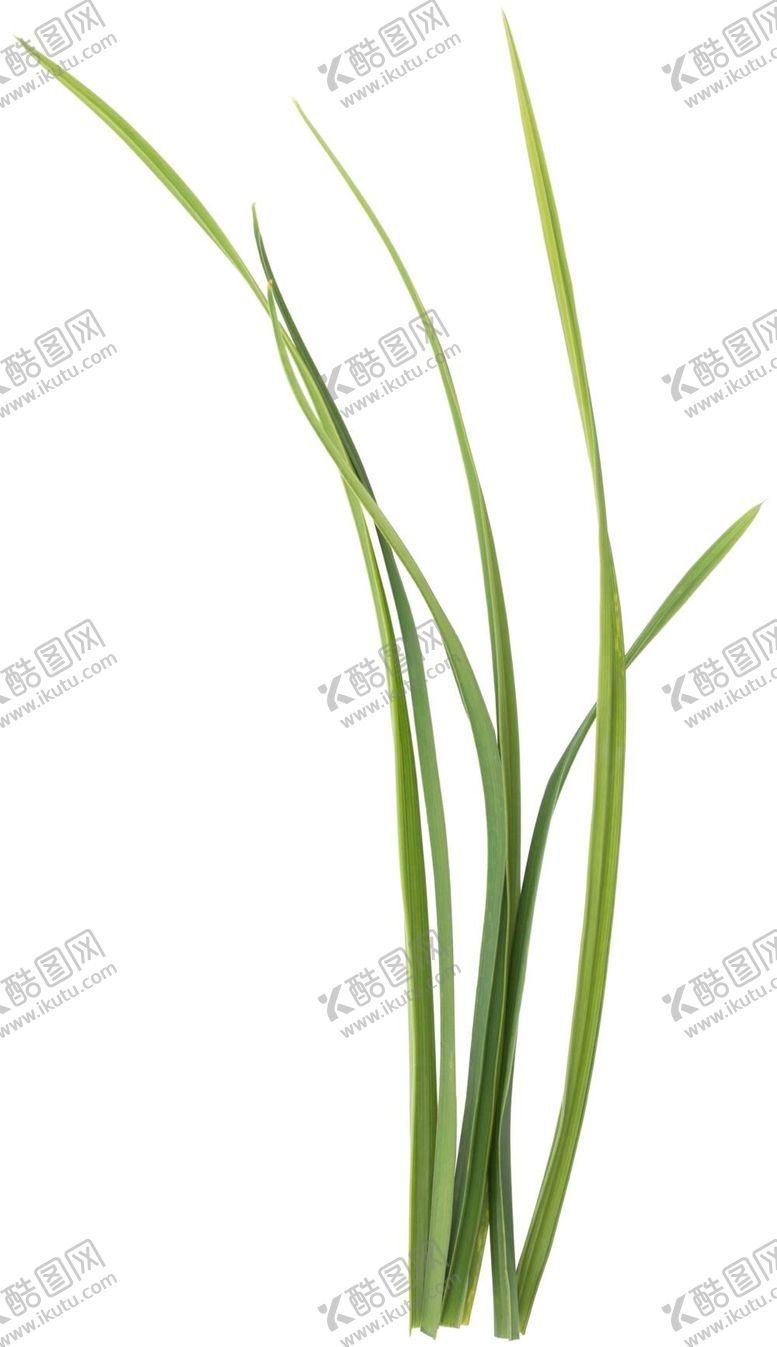 编号：20160811061019591492【酷图网】源文件下载- 草地 