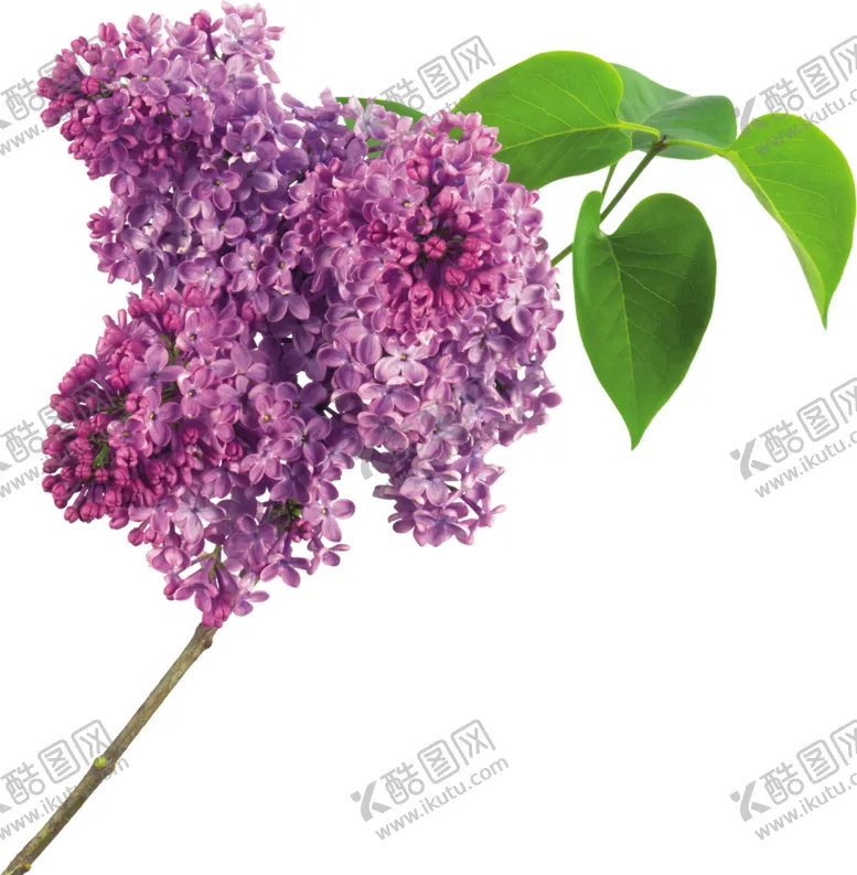 编号：99165306302141092174【酷图网】源文件下载-丁香花
