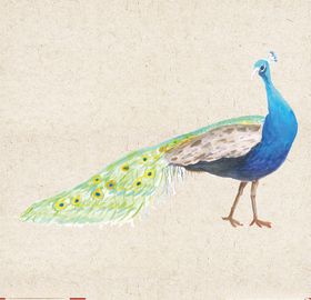 矢量动物矢量植物插画手绘